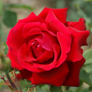 Vrtnica čajevka - Roza - Victor Hugo® - 